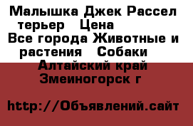 Малышка Джек Рассел терьер › Цена ­ 40 000 - Все города Животные и растения » Собаки   . Алтайский край,Змеиногорск г.